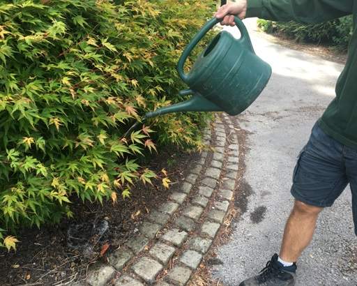 Watering acer on roundabout
